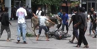 Tragis, Pengendara Sepeda Motor Tabrak Sapi Melintas, Dua-duanya Tewas