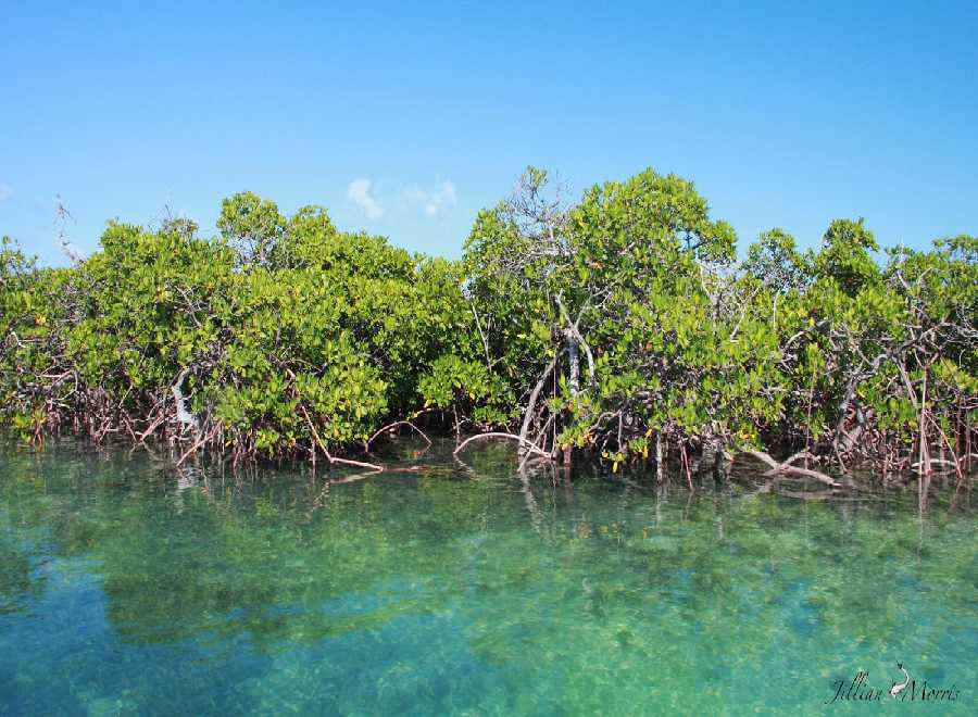 Ada Sekolah Mangrove di Riau, Ini Lokasinya 