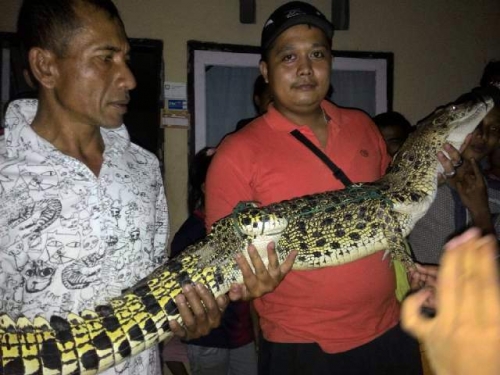 Menjaring Ikan di Sungai Kuantan, Nelayan Ini Malah Dapat Buaya. 