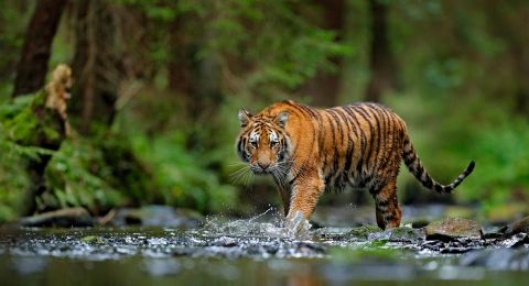 Warga Resah, Harimau Muncul di Kebun Sawit 