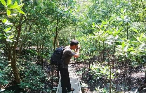 Hutan Bakau di Dumai Terancam Punah 