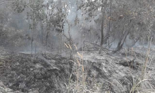 Baru Saja, Lahan Kosong di Pangean Terbakar