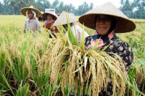 Petani Padi dan Palawija di Riau Masih Bersedih, NTP Tanaman Pangan Turun 0,17 Persen 