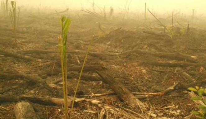 BNPB Ingatkan September Periode Puncak Kebakaran Hutan
