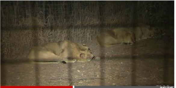 Wanita AS Tewas Diserang Singa di Lion Park Afrika Selatan