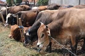 Disperindag Riau Sarankan Beli Sapi Lokal, Ini Tanggapan Bulog