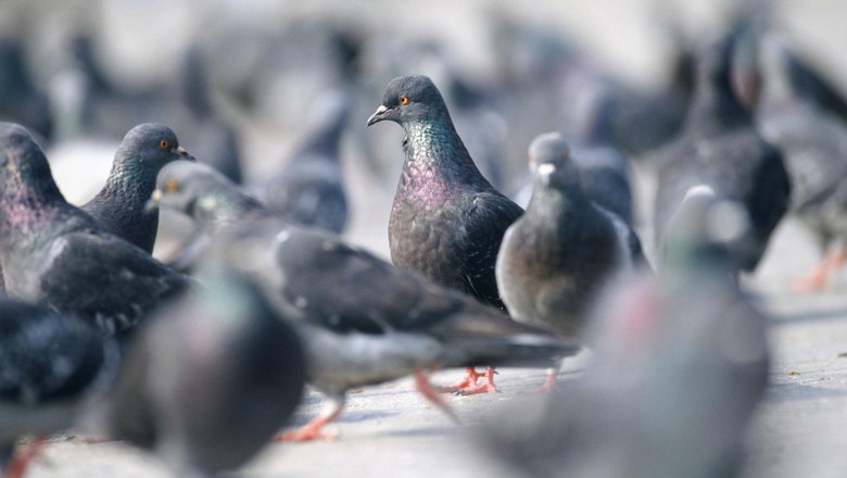 Bawa Pesan Mengancam PM Modi, Burung Merpati Ditahan Polisi India 