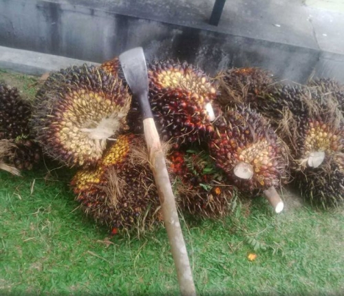 Curi 15 Tandan Sawit TBS, Warga Kuansing Dipolisikan 