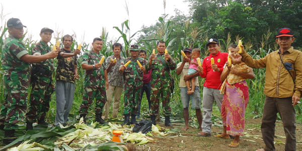 Koramil 02 Rambah Panen Jagung Bersama Masyarakat Menaming 