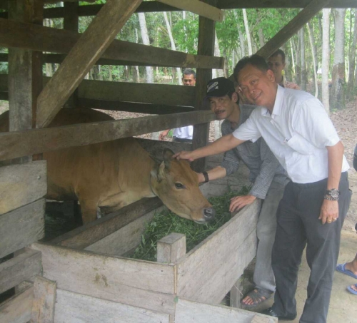 Peternak Asian Agri Sumringah, Idul Adha Memberikan Berkah 