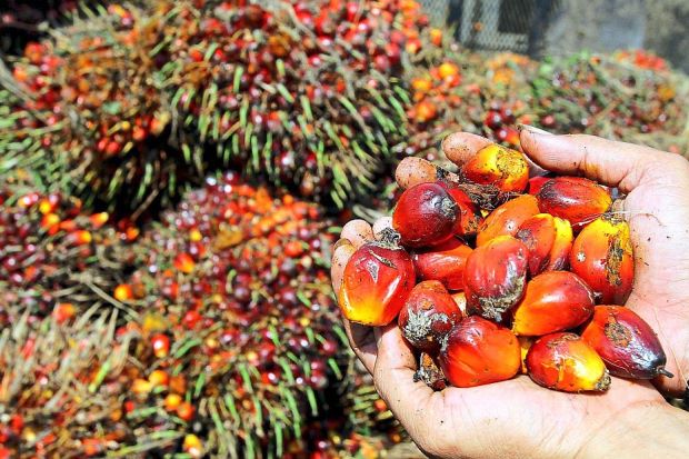 Harga TBS Kelapa Sawit di Riau Pekan Ini Naik 