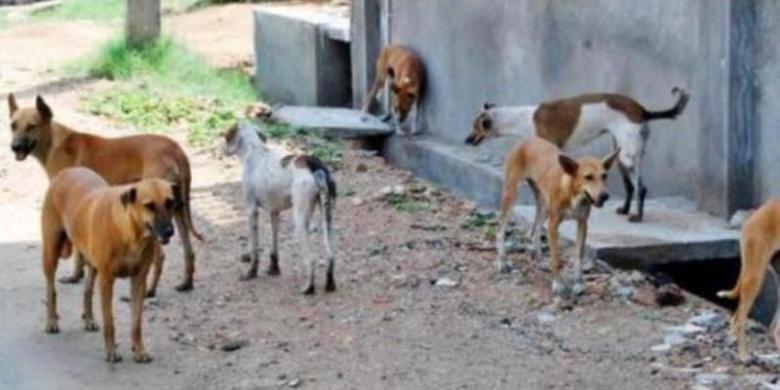 Pria Ini Saksikan Ibunya Tewas Diserang Ratusan Anjing Liar