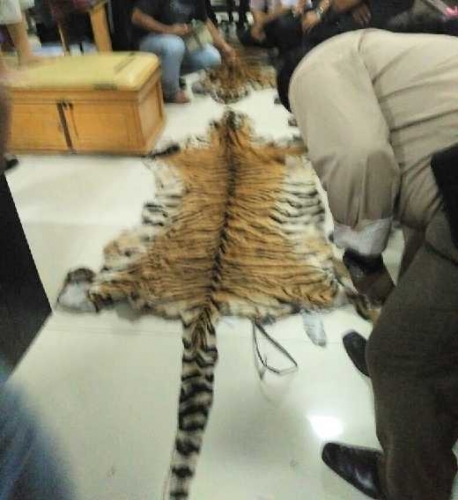 Kementerian LHK dan Tim Gabungan Amankan 2 Kulit Harimau, Ular, Buaya dan Biawak Dikemas di Kardus 