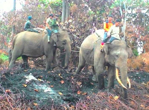 Pasukan Gajah Dilibatkan untuk Memadamkan Sisa Api di Hutan TNTN Pelalawan 