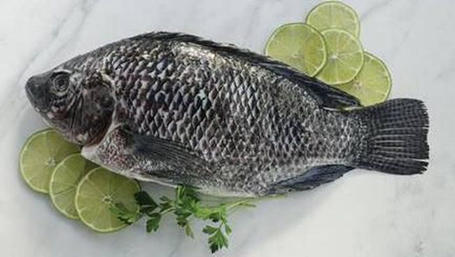 Manfaat Ikan Tilapia bagi Kecukupan Gizi Anak Indonesia