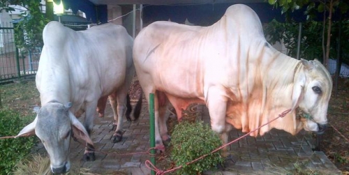 Distanak Riau Waspadai Peredaran Sapi Gelonggongan 
