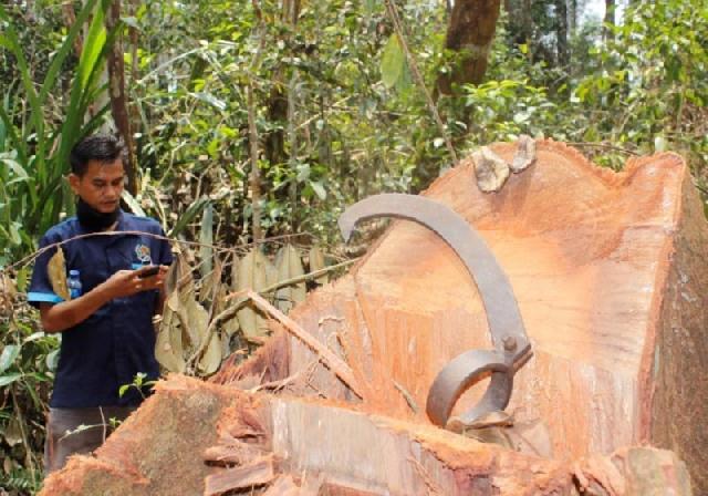 Antisipasi Karhutla dan Pembalakan Liar di Hutan Lindung Zamrud Siak, Ini Solusi Bupati Syamsuar
