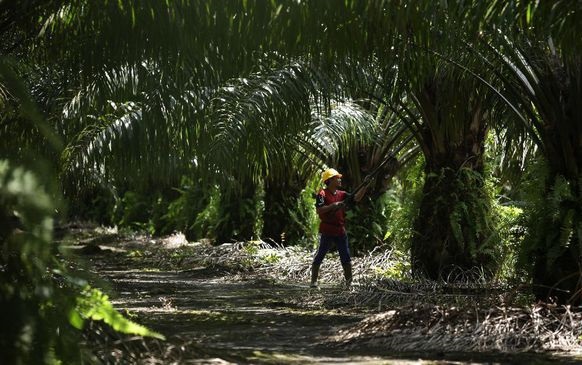 Kasus Alih Fungsi Hutan, Ayah Wagub Sumut Dua Kali Mangkir 