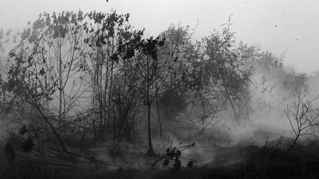 JK: Negara Lain Harus Menanggung Kerusakan Hutan Indonesia
