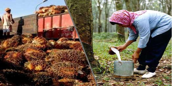 Harga Komoditi Sawit dan Karet Merosot, Petani Diajak Populasikan Tanaman Pangan