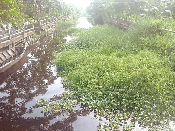 Sungai Pabrik Dipenuhi Rerumputan 