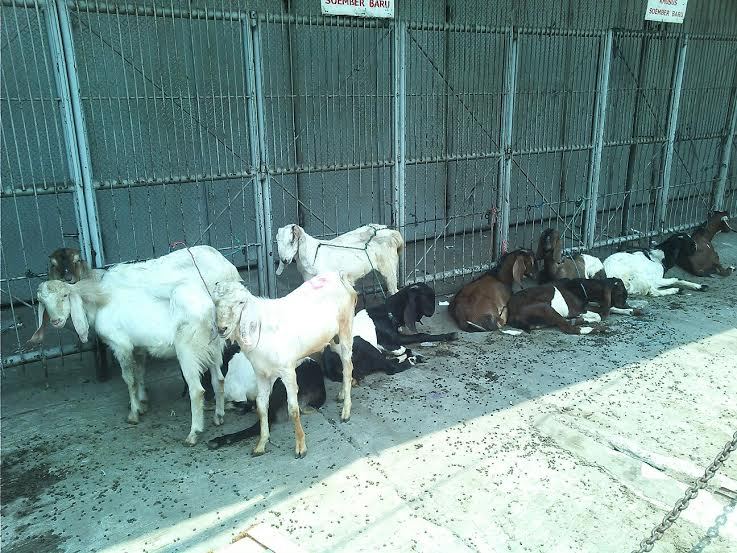 Indonesia Akan Impor 11.000 Sapi Indukan dari Australia