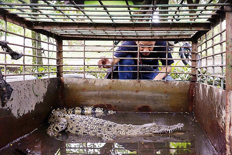 Ditangkap di Sungai Siak, Dibawa ke Kasang Kulim