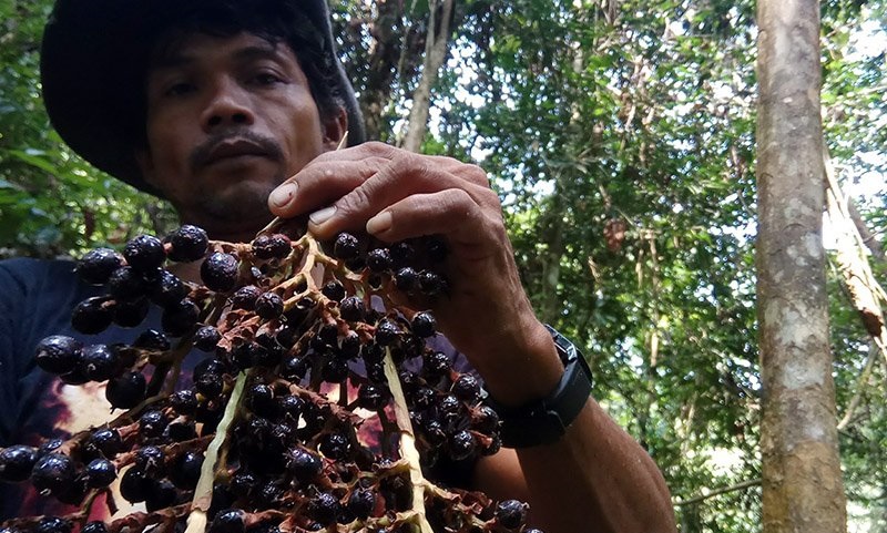 Ribuan petani Riau tanam Jernang karena lebih menguntungkan dari sawit