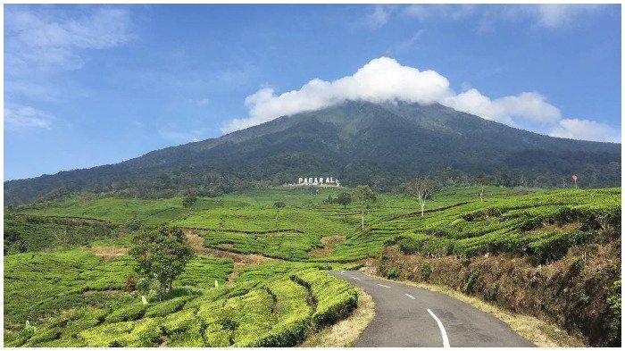 Harimau Berkeliaran, Gunung Dempo Ditutup