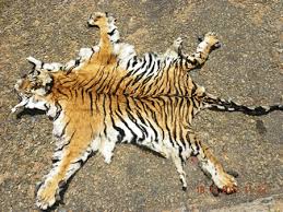 2 Warga Inhu Ditangkap Saat Transaksi Kulit Harimau Sumatera Sepanjang 2 Meter 