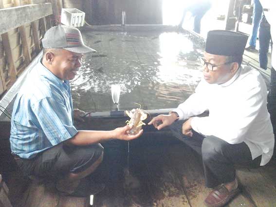 Penangkaran Udang Echo Perlu Ditingkatkan 