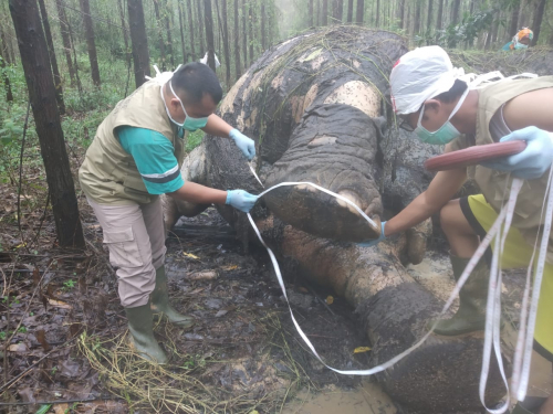 Gajah Sumatera Mati di Lahan Konsesi Arara Abadi 