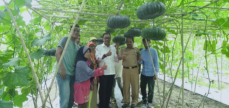 Bupati Rohil Takjub Lihat Kebun Poktan Tunas Mandiri