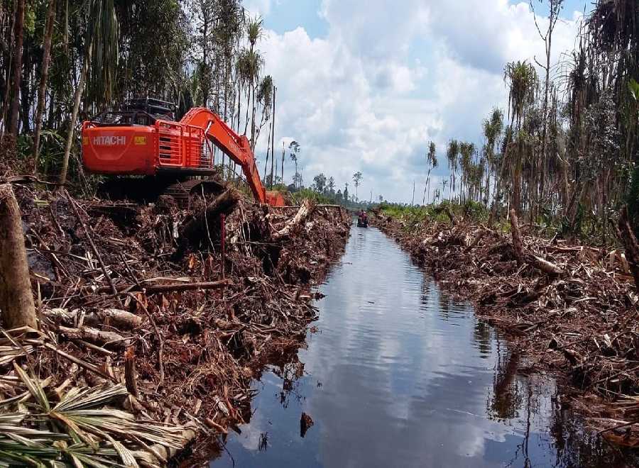 Di Meranti Bakal Ada Kuba Gambut, yang Lingdung Bakal Dihutankan Kembali