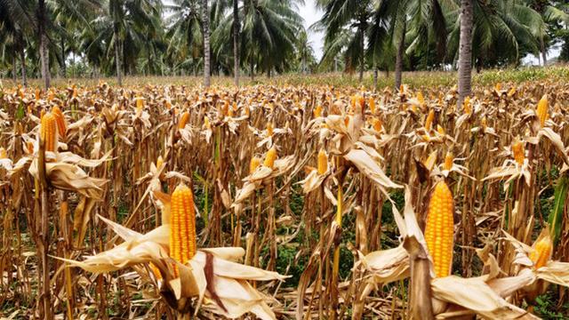 Februari - Maret, Panen Raya Sentra Jagung Nasional Diprediksi Lebih Tinggi 