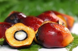 Pekan Ini, Harga TBS di Riau Turun Rp33,82 Per Kg