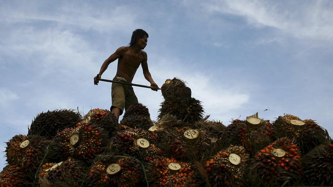 Anggota DPR Penipu Bisnis Sawit Diduga Rugikan Korban Rp200 M