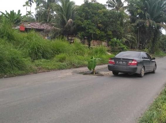 Tak Kunjung Diperbaiki, Warga Kumu Rohul Tanam Pohon Pisang di Jalan Lintas