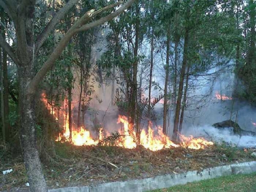 Diduga Sengaja Dibakar, Api Hanguskan Hutan Kawasan Bandara SSK II Pekanbaru 