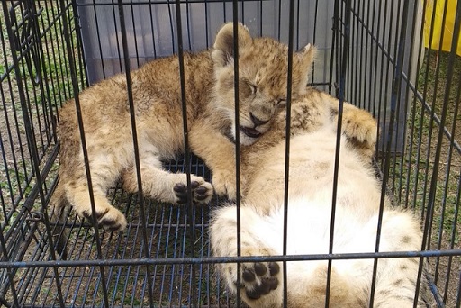 Penyelundupan 4 Bayi Singa Afrika Digagalkan di Riau 