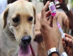 Meranti Tuan Rumah Peringatan Hari Rabies Sedunia 