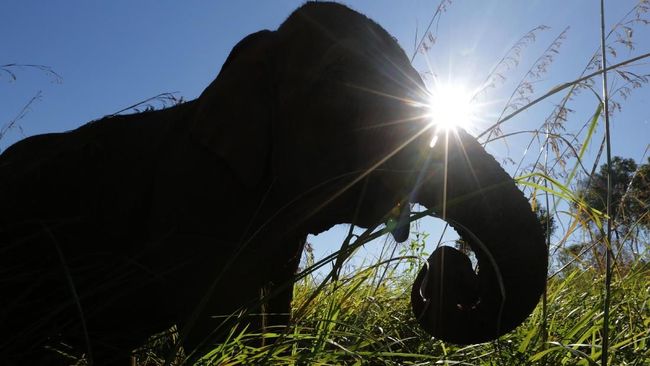 Mengenal Gajah Kerdil dari Borneo