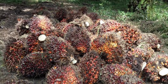 Harga TBS Sawit di Riau Naik Hingga 10,95 Persen 