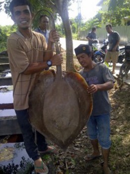 Dikira Ular Besar, Rupanya Ikan Pari Nyasar Hebohkan Warga Meranti Laut 