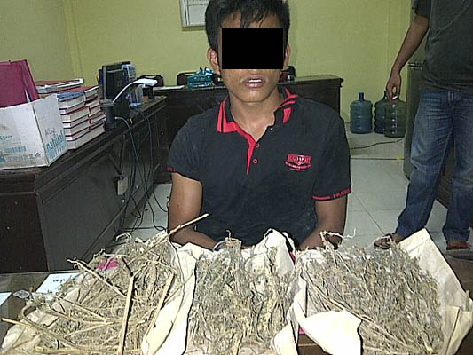 Edar Ganja, Warga Sumbar Ditangkap Aparat Polres Kuansing 