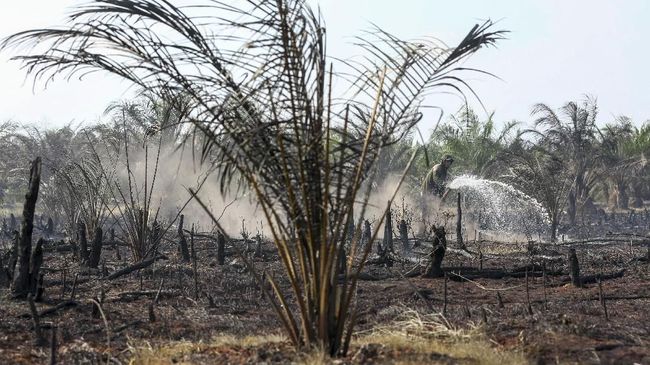 Peremajaan Gambut Ditargetkan Capai 1 Juta Hektare pada 2019 