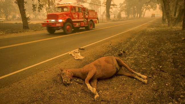 Kebakaran Hutan Sambar Perumahan, Ribuan Warga AS Mengungsi