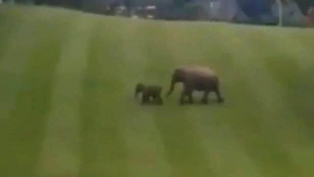 Gajah Liar Bersama Anaknya Terekam Masuk Lapangan Golf Chevron di Duri 
