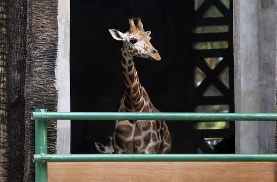 Satu, Eh Bukan.. Jerapah Ternyata Terdiri dari 4 Spesies