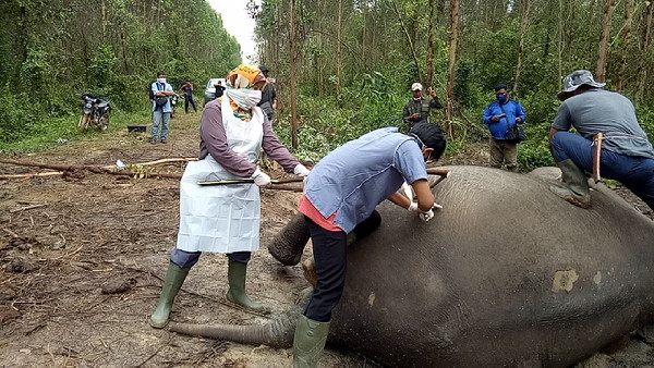 Lagi BBKSDA Riau Temukan Bangkai Gajah di HTI Arara Abadi 